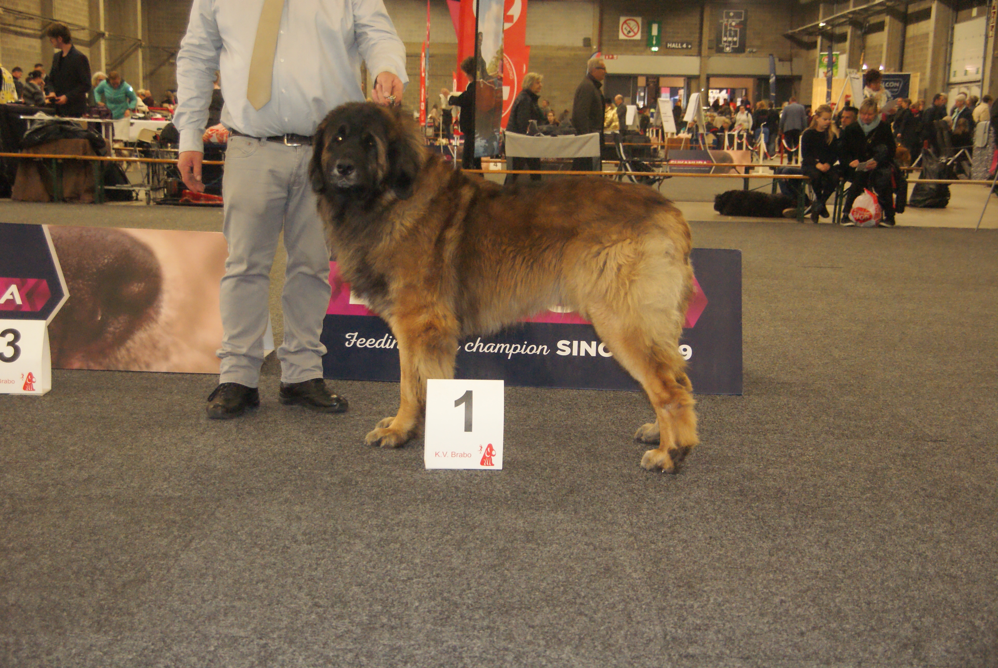Crazy Boy from Various Canine (Georgers Clooney) de toekomstige papa